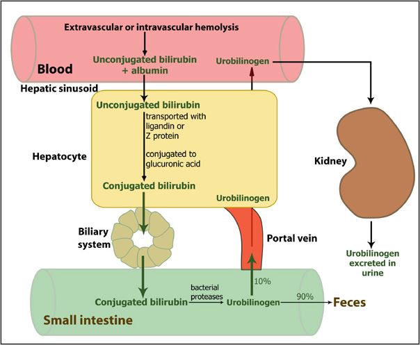 Urobilinogen in urine