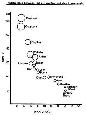 Rbc Morphology Chart