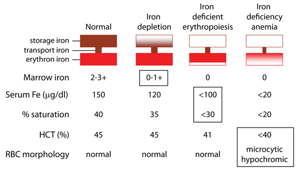 Development Of Iron Deficiency Anemia EClinpath