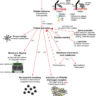 Physiology Eclinpath