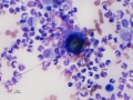Infectious mimic