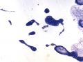 "Splat" smear