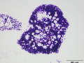 "Splat" smear