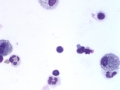 Severe asthma (horse)