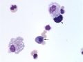Asthma & pneumonia (horse)