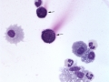 Asthma & pneumonia (horse)