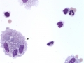 Asthma & pneumonia (horse)