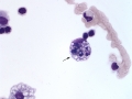 Asthma & pneumonia (horse)