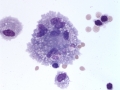 Asthma & pneumonia (horse)