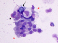 Columnar & goblet cells (dog)