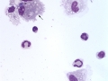 Asthma & EIPH (horse)