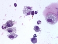 Asthma & EIPH (horse)