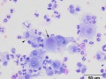 EHV-5 inclusion  (horse)