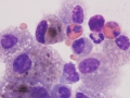 Asthma & hemorrhage (horse)