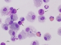 Eosinophilic & mastocytic asthma (horse)