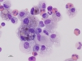Asthma & hemorrhage (horse)