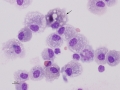 Asthma & hemorrhage (horse)