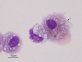 Asthma & hemorrhage (horse)