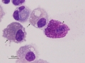 Asthma & hemorrhage (horse)