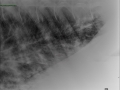EHV-5 infection (horse)