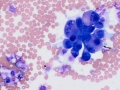 Suspect carcinoma (dog)
