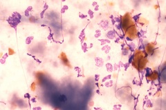 Canine peritoneal fluid