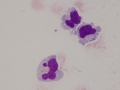 Herpesvirus