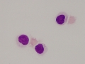 Herpesvirus