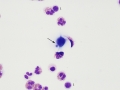 Cryptococcus (dog)