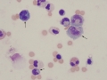 Cryptococcus (dog)