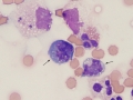 Cryptococcus (dog)