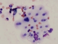 Cryptococcus (dog)