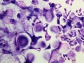 Cryptococcus (horse)