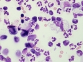 Cryptococcus (horse)