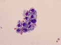 Macrophages