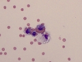 Erythrophages