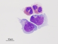 Parelaphostrongylus tenuis (calf)