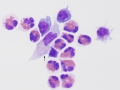 Parelaphostrongylus tenuis (calf)