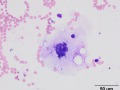 Multinucleated cell (bovine)