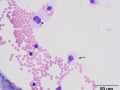 Leptomeningeal (lining) cell (bovine)