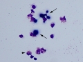 Cryptococcus (dog)