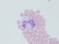 Melanophage