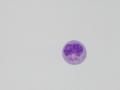 Herpesvirus
