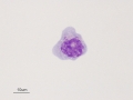Herpesvirus