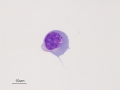 Herpesvirus