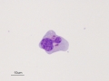 Herpesvirus