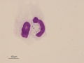 Melanophage