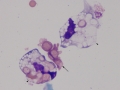 Herpesvirus