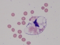Herpesvirus