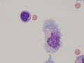 Herpesvirus